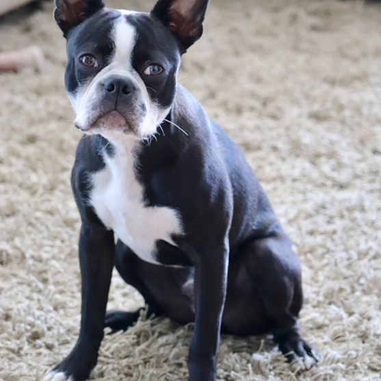 boston terrier boston terrier black and white
